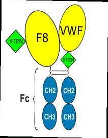 Experimental Validation Results for Efanesoctocog alfa
